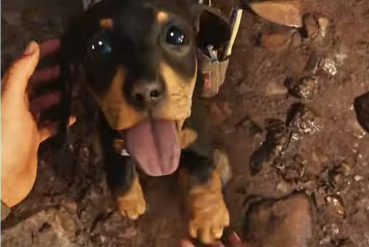 Far Cry 6의 사랑스러운 작은 강아지 동반자